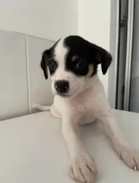 Cachorro ra a SRD-ViraLata idade 7 a 11 meses nome Luna