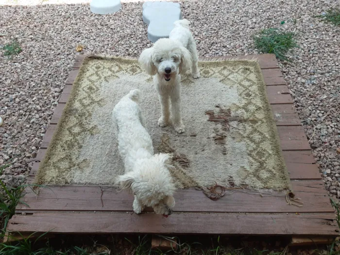 Cachorro ra a Poodle idade 2 anos nome Poodle 