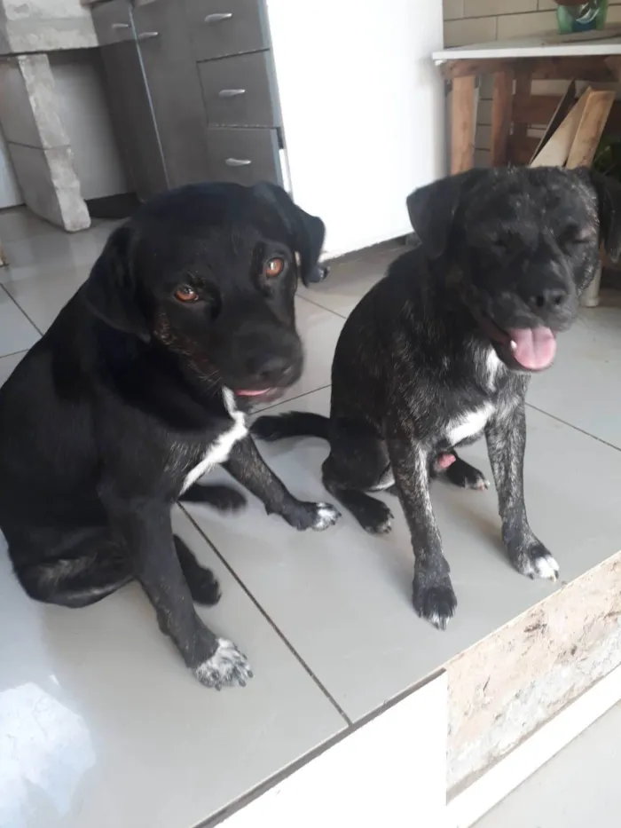 Cachorro ra a SRD-ViraLata idade 2 anos nome TOM e JERRY