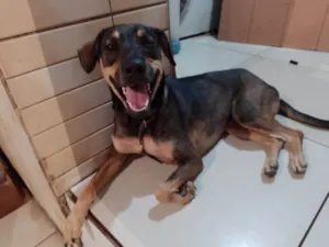 Cachorro raça SRD-ViraLata idade 1 ano nome MEL