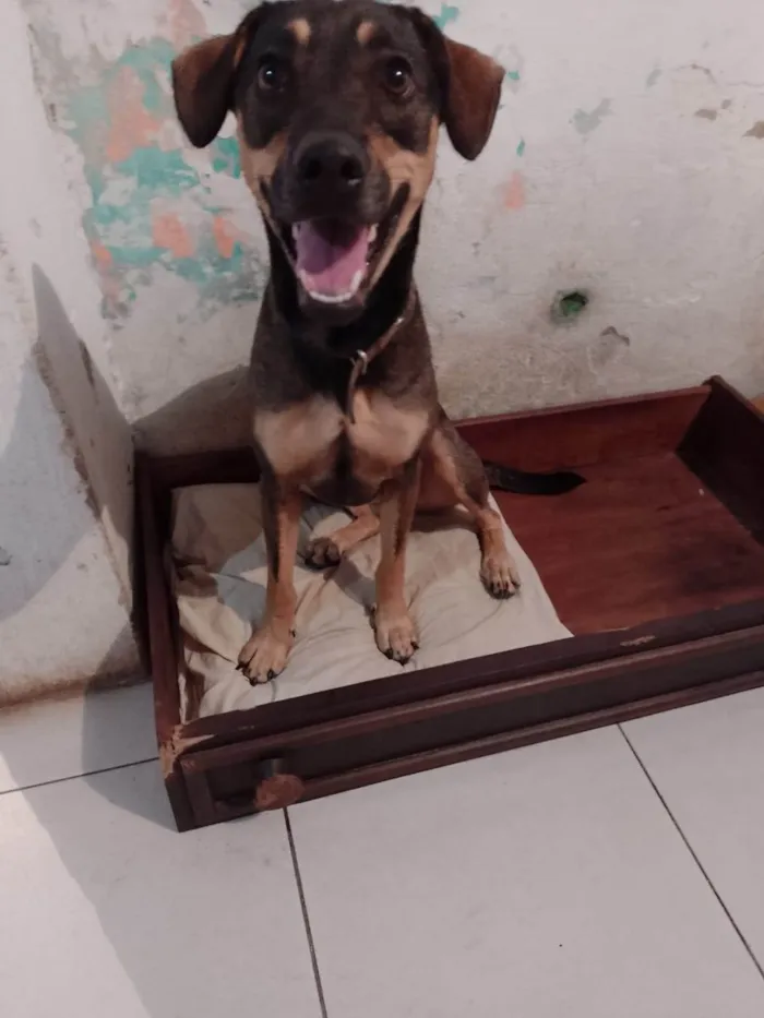 Cachorro ra a SRD-ViraLata idade 1 ano nome MEL