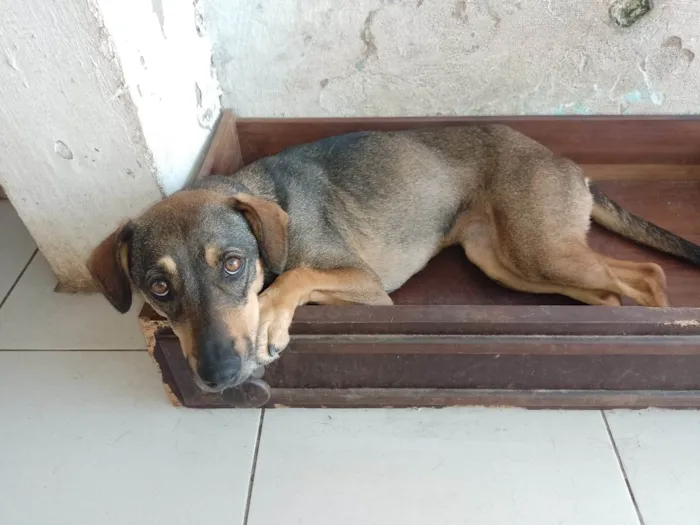 Cachorro ra a SRD-ViraLata idade 1 ano nome MEL