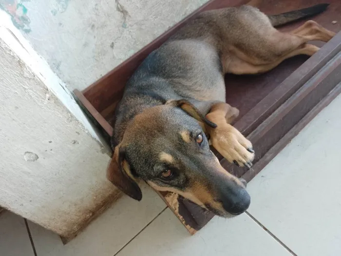 Cachorro ra a SRD-ViraLata idade 1 ano nome MEL