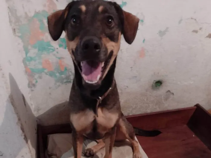 Cachorro ra a SRD-ViraLata idade 1 ano nome MEL