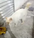 Pipoca