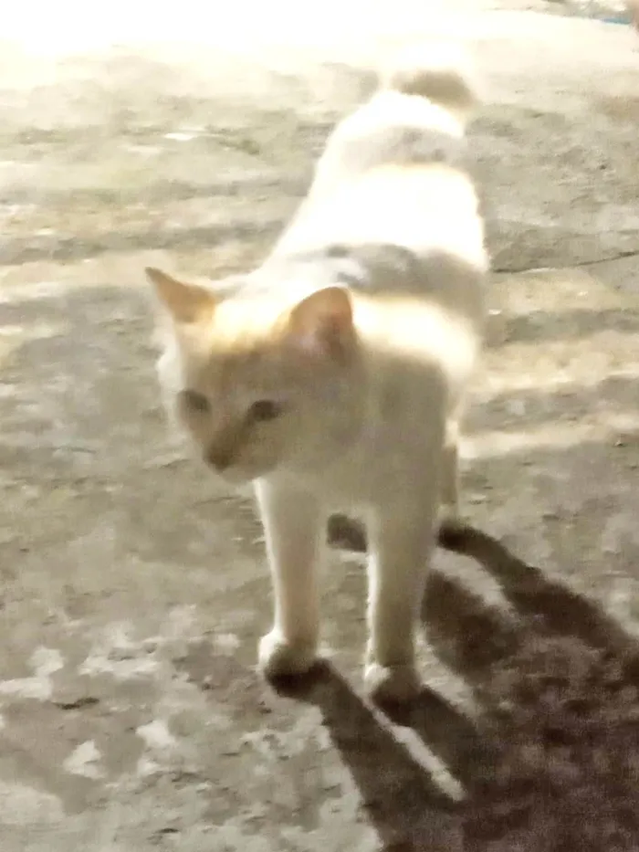 Gato ra a SRD-ViraLata idade 2 anos nome Pipoca