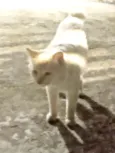 Pipoca
