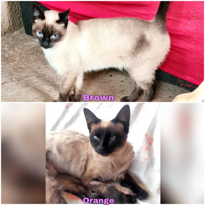 Gato ra a SRD-ViraLata idade 1 ano nome Orange e Brown 