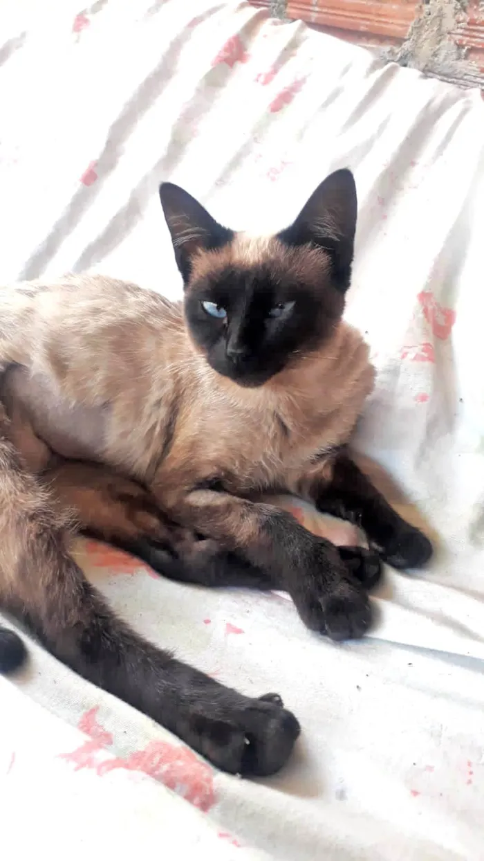Gato ra a SRD-ViraLata idade 1 ano nome Orange e Brown 