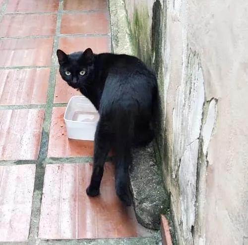 Gato ra a SRD-ViraLata idade 2 anos nome Gatos Castrados 