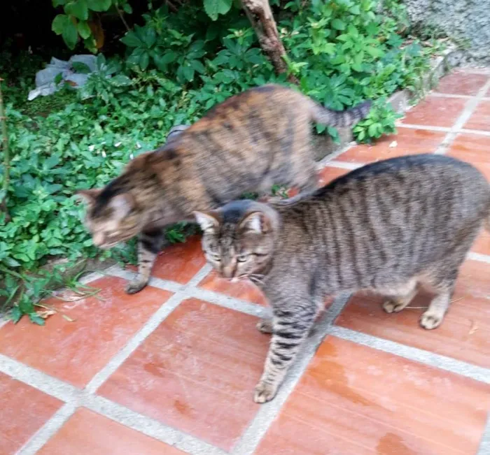 Gato ra a SRD-ViraLata idade 2 anos nome Gatos Castrados 