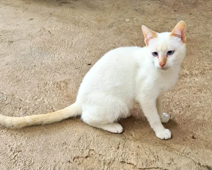 Gato ra a SRD-ViraLata idade 1 ano nome Machos Castrados