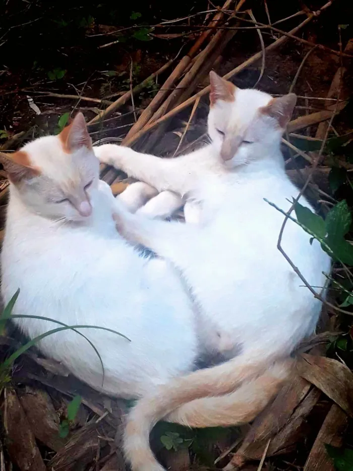 Gato ra a SRD-ViraLata idade 1 ano nome Machos Castrados