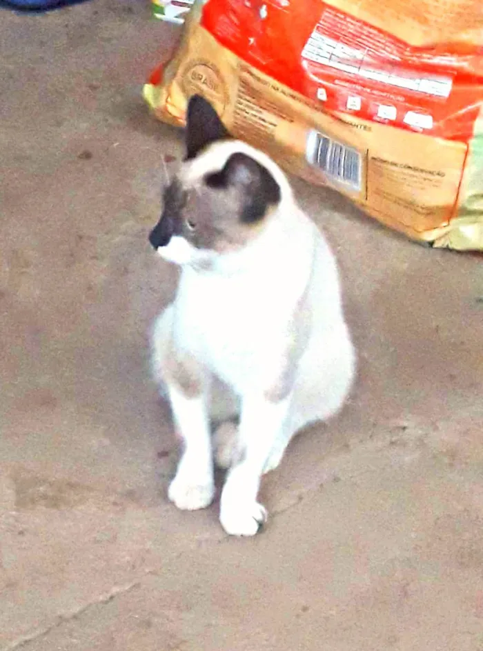 Gato ra a SRD-ViraLata idade 1 ano nome Macho Castrado