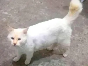 Gato raça SRD-ViraLata idade 2 anos nome Pipoca