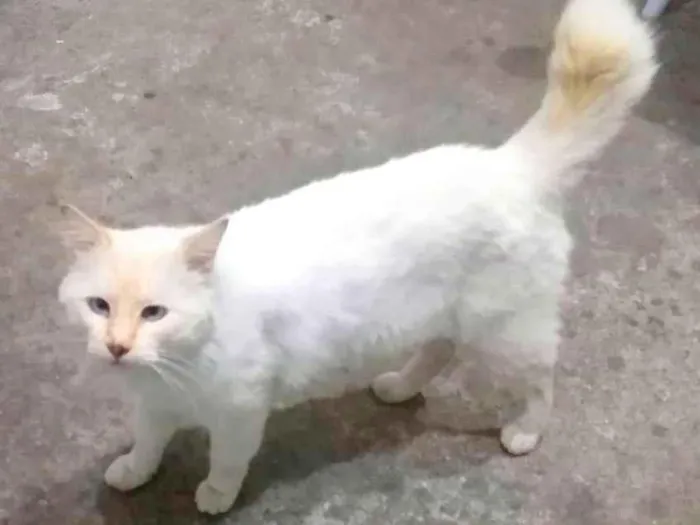 Gato ra a SRD-ViraLata idade 2 anos nome Pipoca