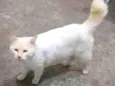 Pipoca