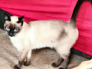 Gato raça SRD-ViraLata idade 1 ano nome Orange e Brown 