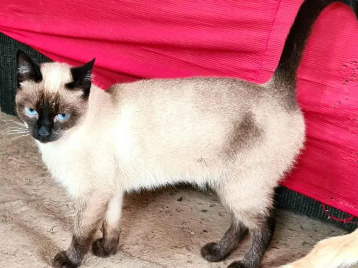 Gato ra a SRD-ViraLata idade 1 ano nome Orange e Brown 