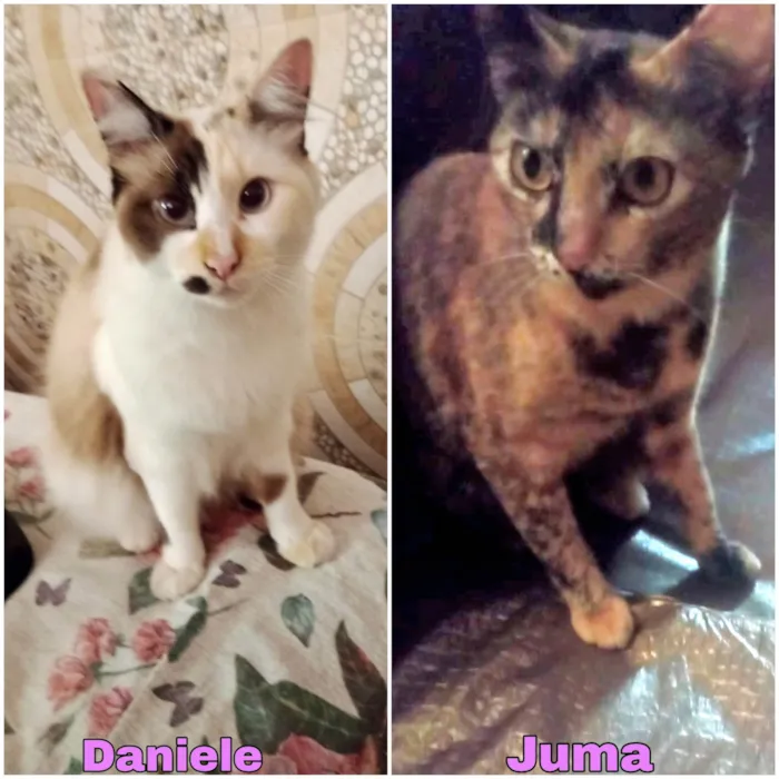 Gato ra a SRD-ViraLata idade 1 ano nome Juma e Daniele 