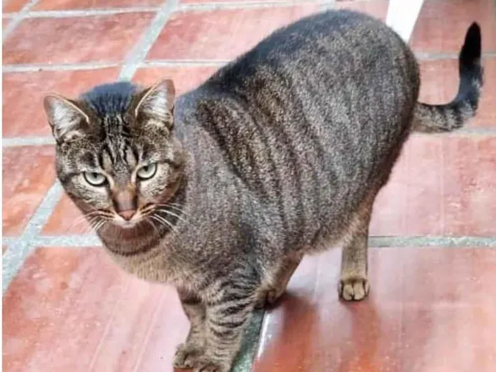 Gato ra a SRD-ViraLata idade 2 anos nome Gatos Castrados 