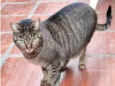 Gatos Castrados