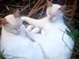 Machos Castrados