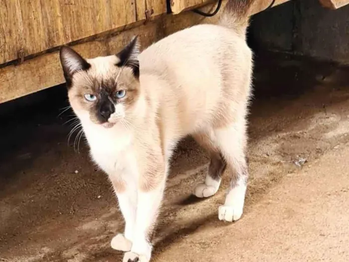 Gato ra a SRD-ViraLata idade 1 ano nome Macho Castrado