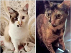 Gato raça SRD-ViraLata idade 1 ano nome Juma e Daniele 
