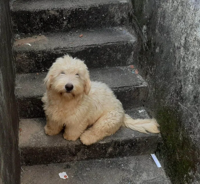 Cachorro ra a Lhasa Apso com labrador idade 7 a 11 meses nome LUK