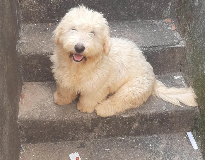 Cachorro ra a Lhasa Apso com labrador idade 7 a 11 meses nome LUK