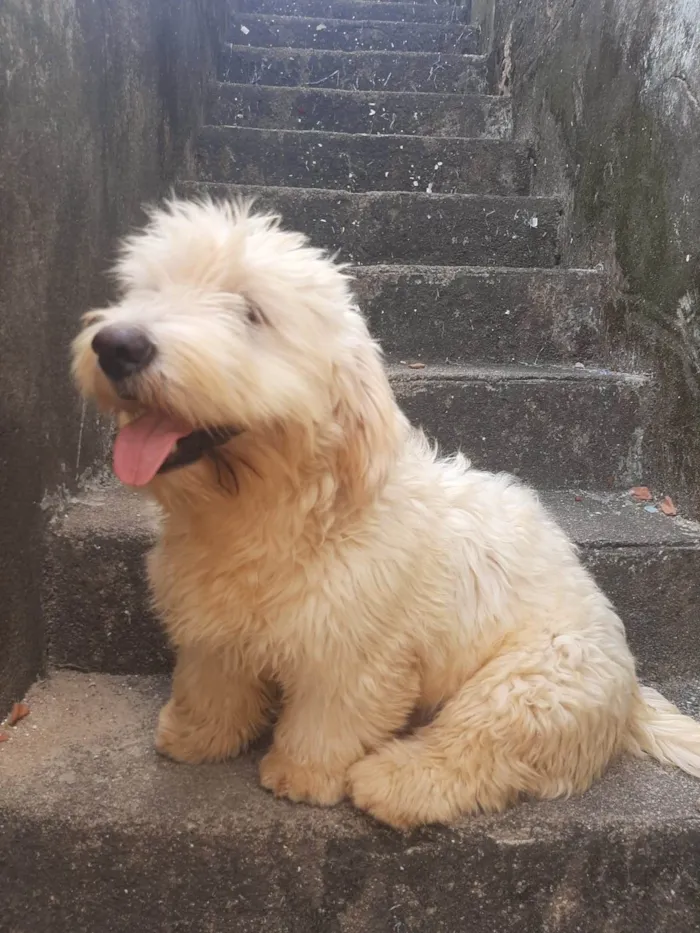 Cachorro ra a Lhasa Apso com labrador idade 7 a 11 meses nome LUK