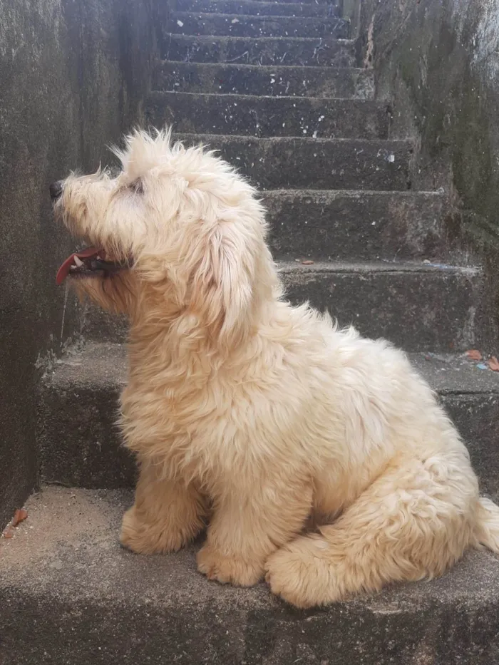 Cachorro ra a Lhasa Apso com labrador idade 7 a 11 meses nome LUK