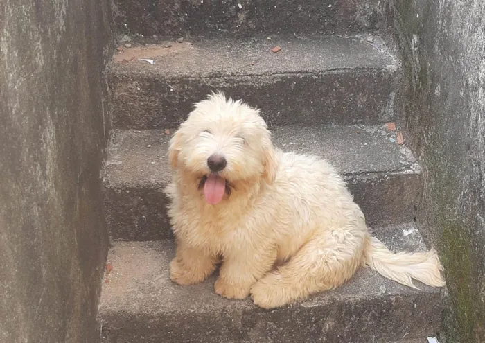 Cachorro ra a Lhasa Apso com labrador idade 7 a 11 meses nome LUK