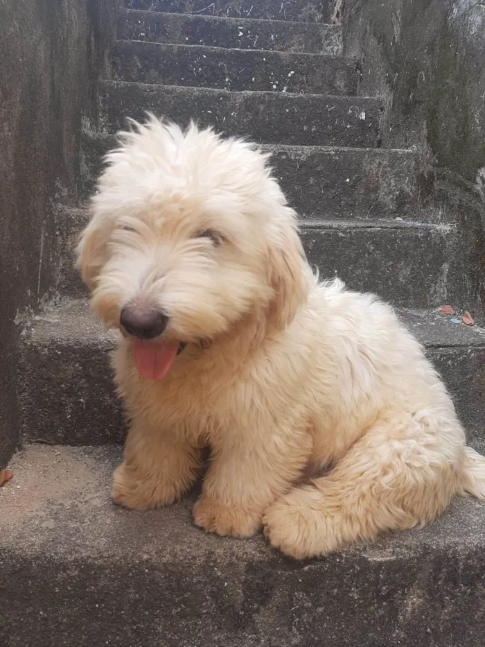 Cachorro ra a Lhasa Apso com labrador idade 7 a 11 meses nome LUK