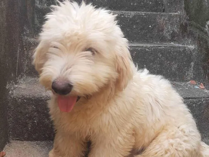 Cachorro ra a Lhasa Apso com labrador idade 7 a 11 meses nome LUK