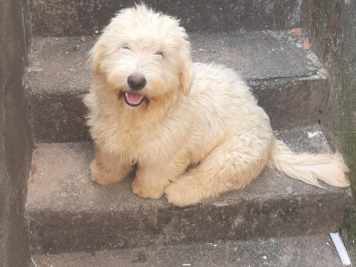 Cachorro ra a Lhasa Apso com labrador idade 7 a 11 meses nome LUK