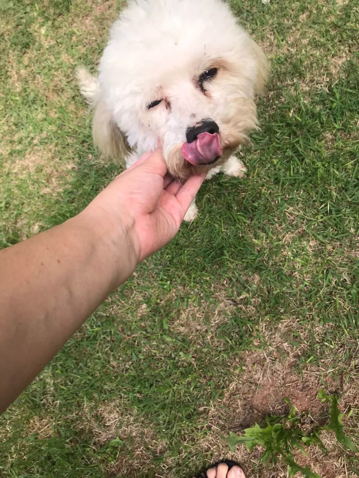 Cachorro ra a Poodle idade 6 ou mais anos nome Poof