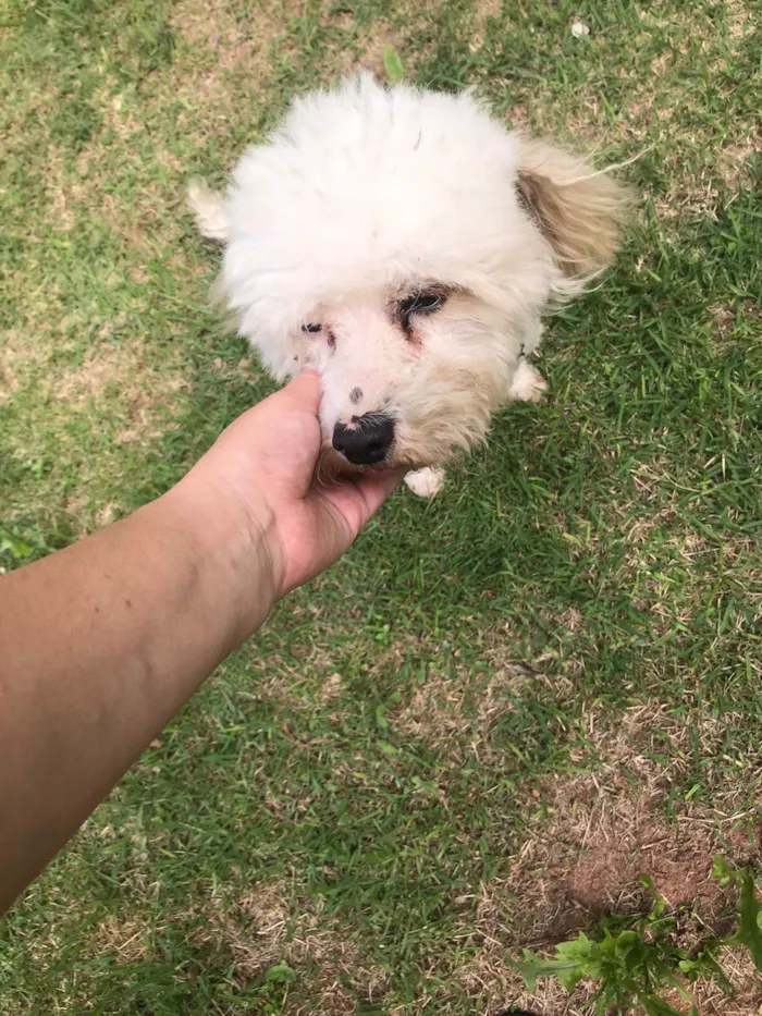 Cachorro ra a Poodle idade 6 ou mais anos nome Poof