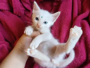 Gato raça Heterocromia idade Abaixo de 2 meses nome Bebê com heterocromia adocao