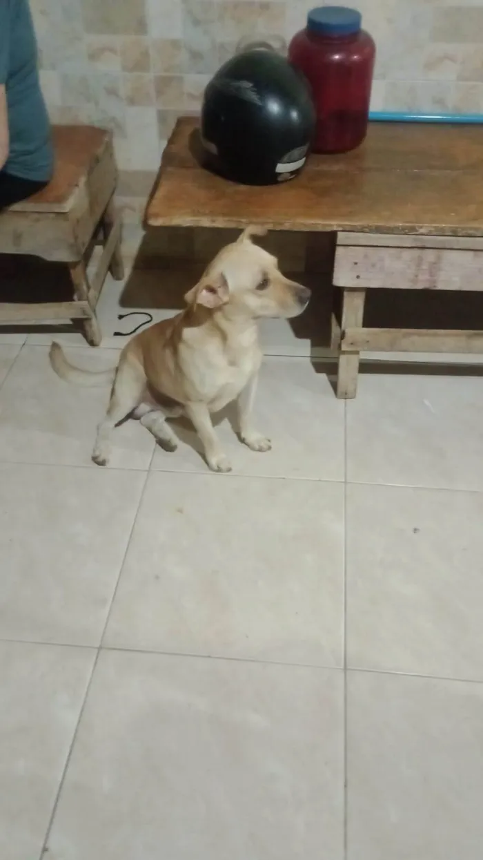 Cachorro ra a Vira lata misturado  idade 2 anos nome Akamaro