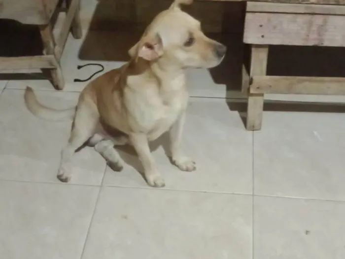 Cachorro ra a Vira lata misturado  idade 2 anos nome Akamaro