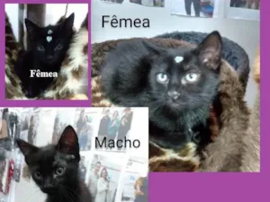 Gato raça SRD-ViraLata idade 2 a 6 meses nome TRÊS PRETINHOS