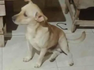 Cachorro raça Vira lata misturado  idade 2 anos nome Akamaro