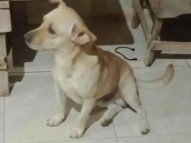 Cachorro ra a Vira lata misturado  idade 2 anos nome Akamaro