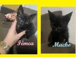 Gato raça SRD-ViraLata idade Abaixo de 2 meses nome 3 MANINHOS