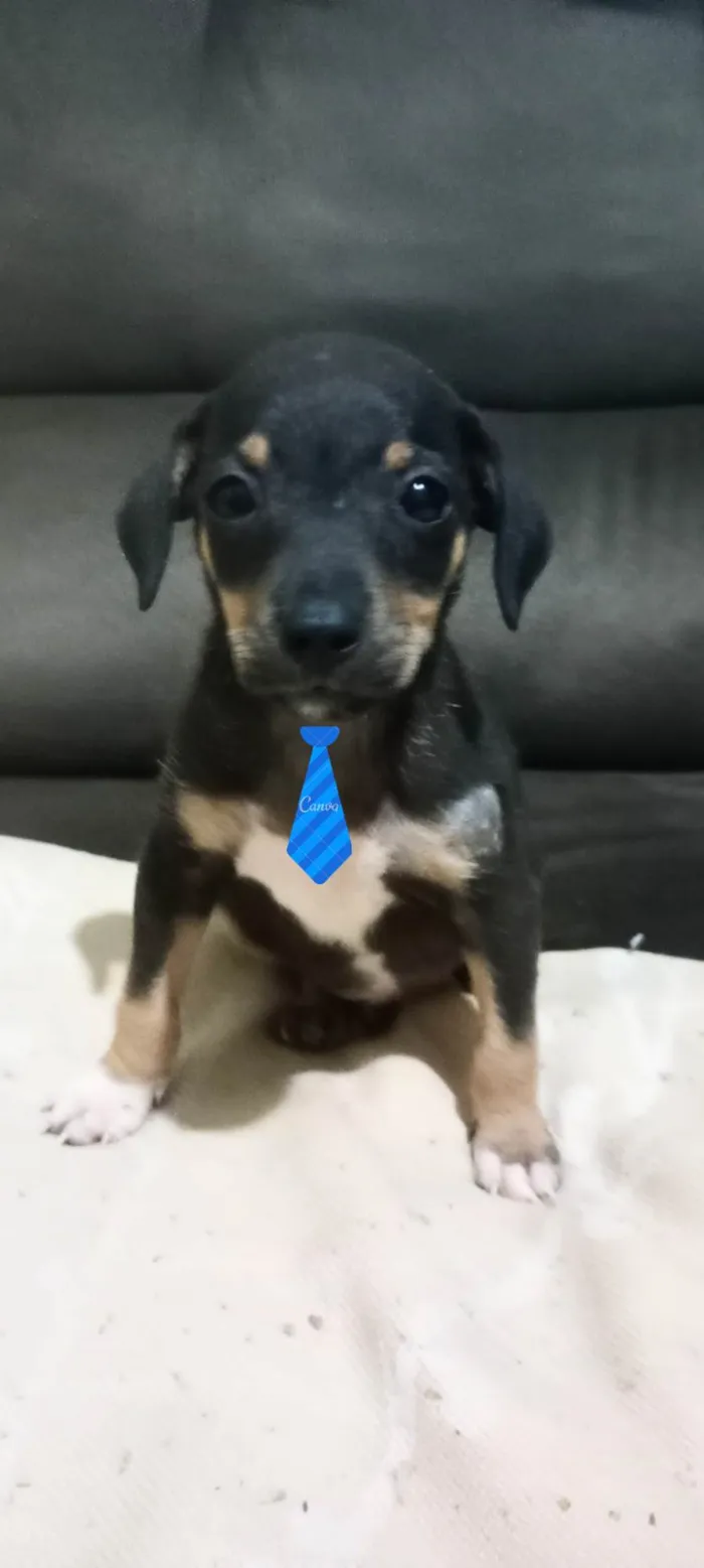 Cachorro ra a SRD-ViraLata idade 2 a 6 meses nome Preto