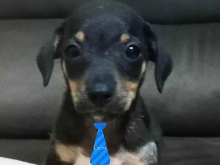 Cachorro ra a SRD-ViraLata idade 2 a 6 meses nome Preto