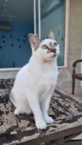 ADAM