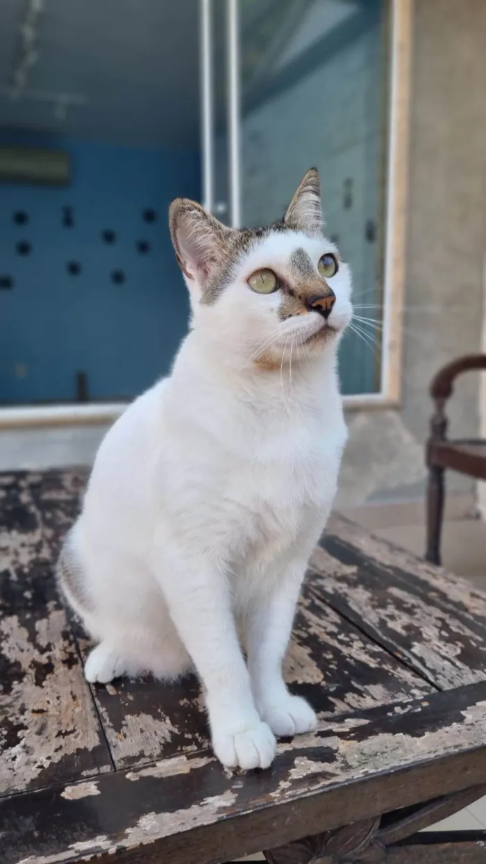 Gato ra a ser idade 2 anos nome ADAM
